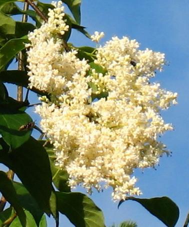 Syringa reticulata var.amurensis (syn.S.amurensis) - Amūras ceriņš